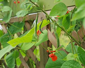 Country Lore: Grow More Food With Garden Trellises Image